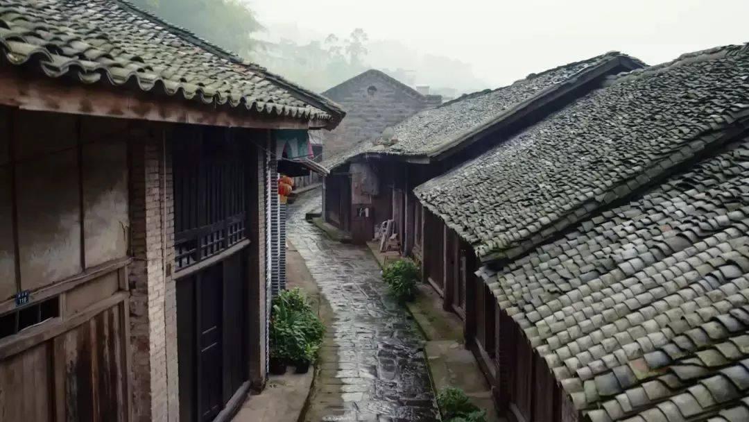 救援受困的小野猫